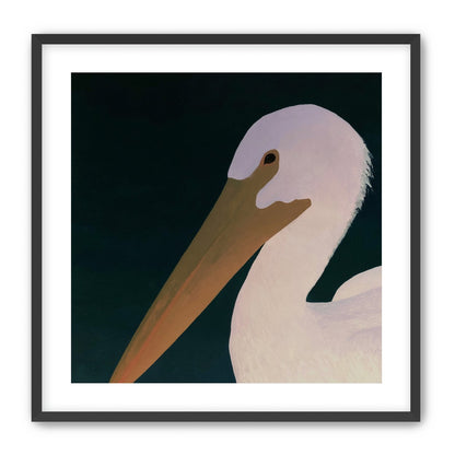 White pelican in stillness