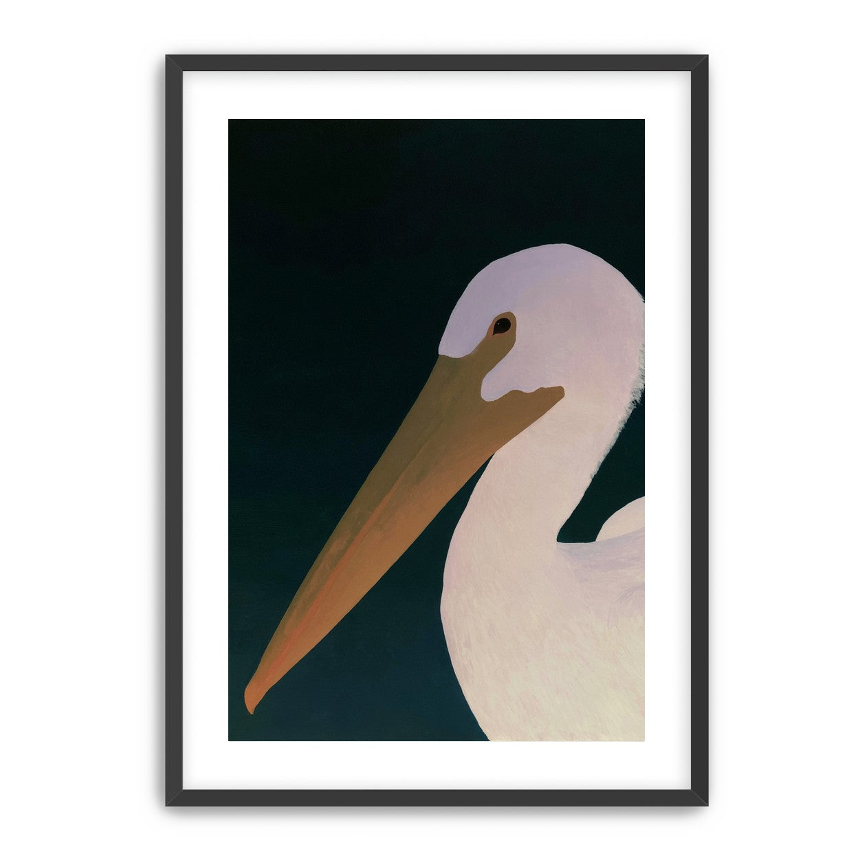 White pelican in stillness