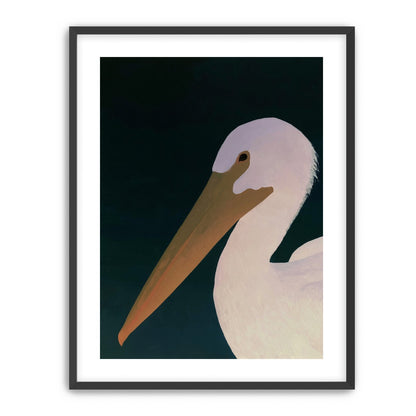 White pelican in stillness