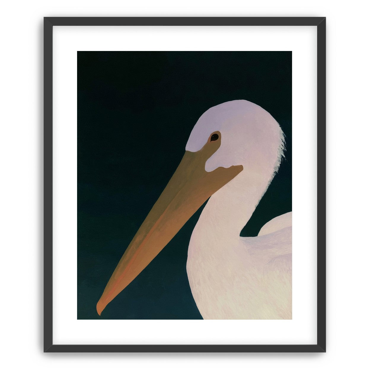 White pelican in stillness