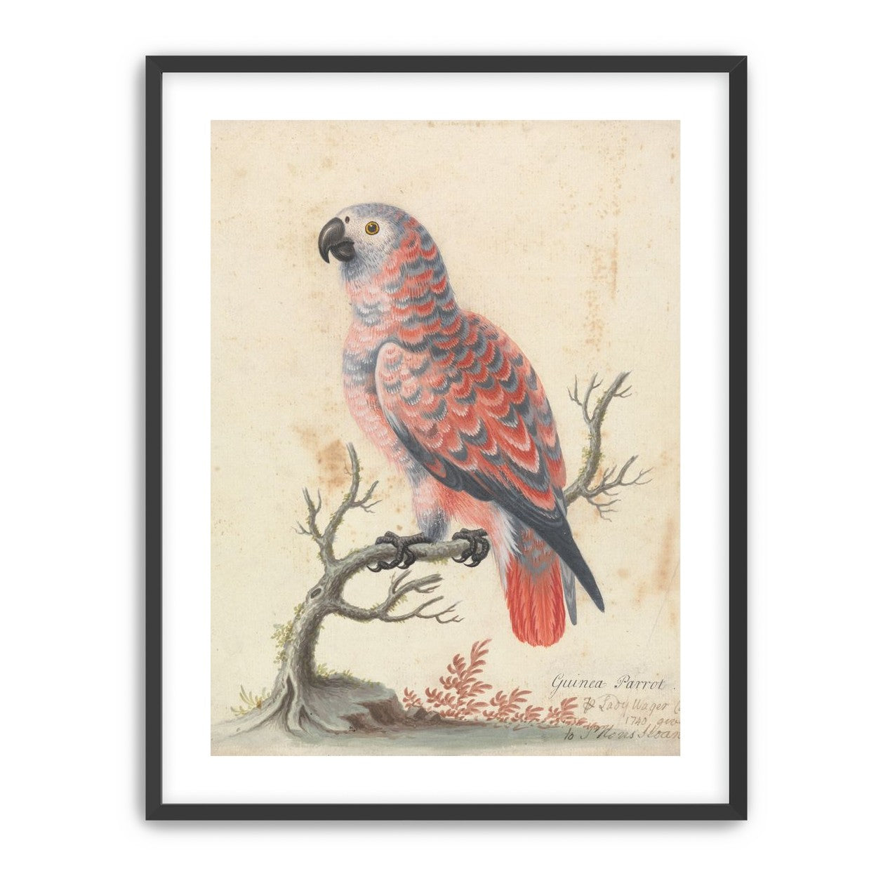 Parrot among bare branches