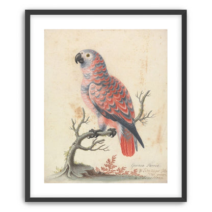 Parrot among bare branches