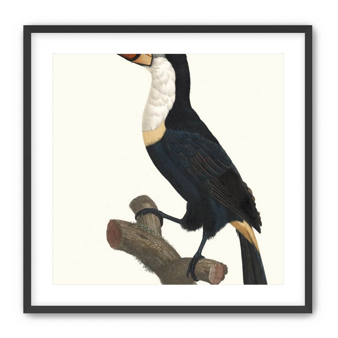 Hornbill on cut branch