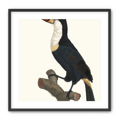 Hornbill on cut branch