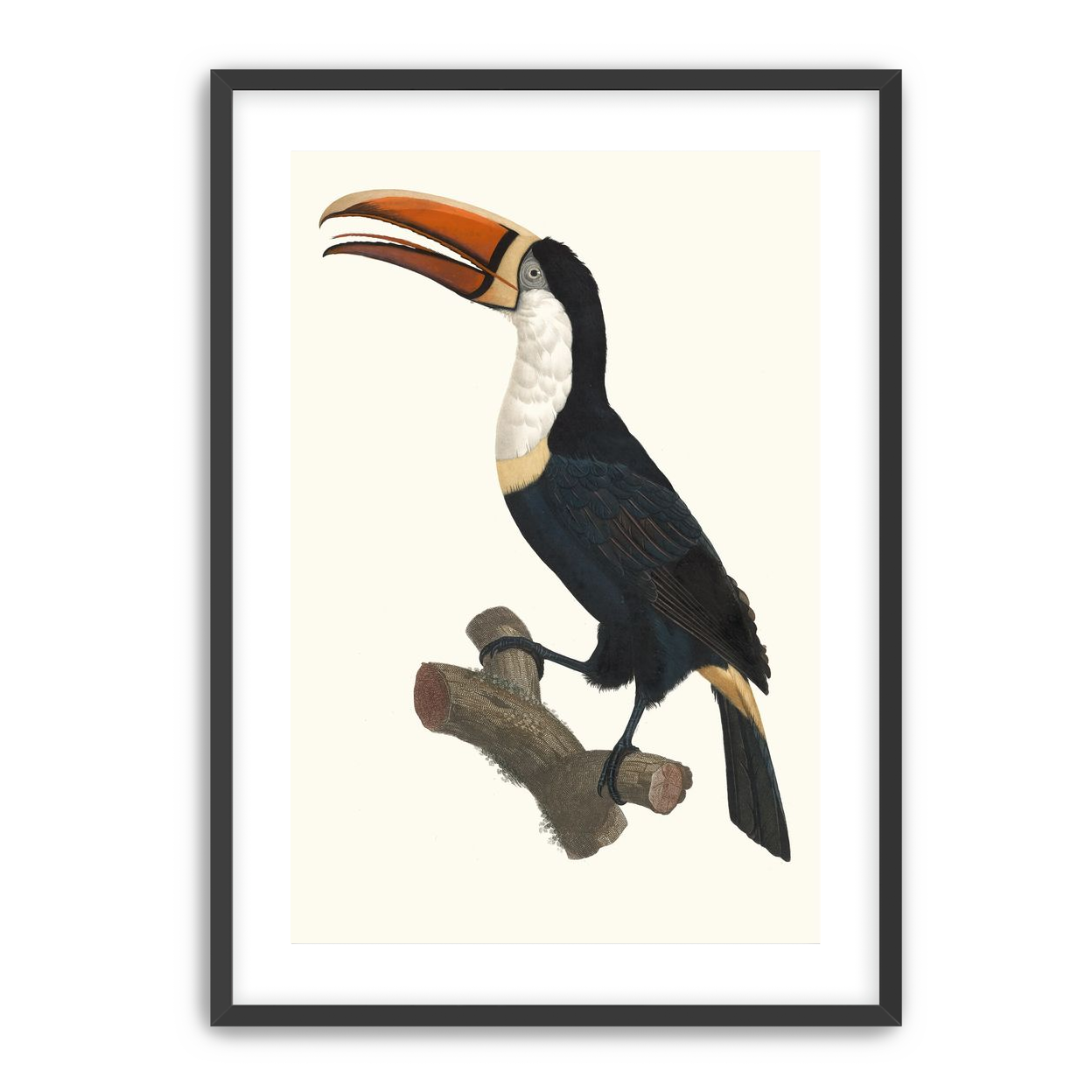 Hornbill on cut branch