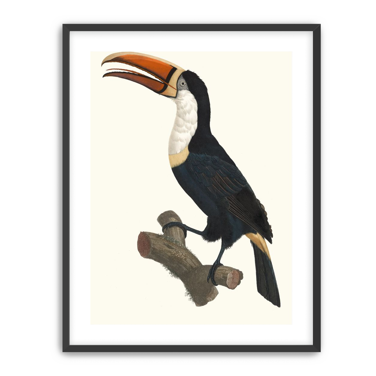 Hornbill on cut branch