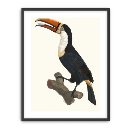Hornbill on cut branch