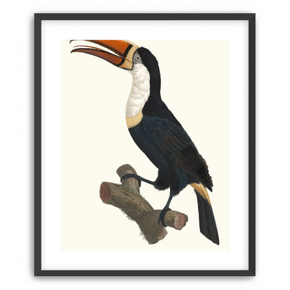 Hornbill on cut branch