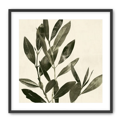 Dark leaves on pale field
