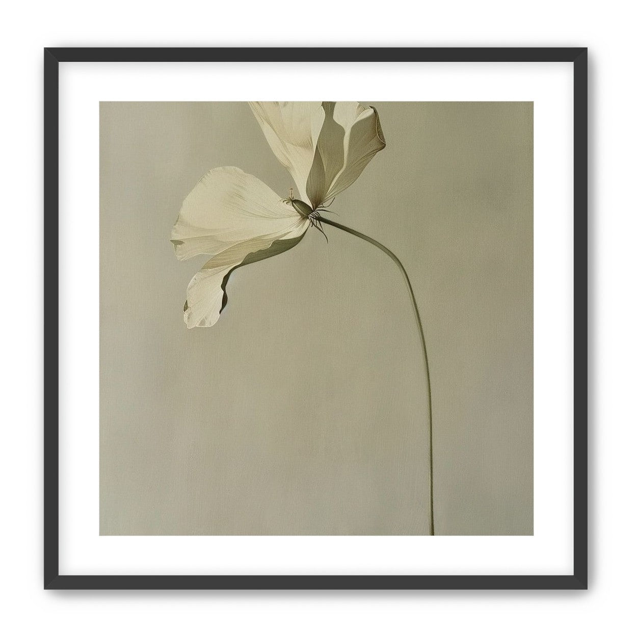 Cream petals in gray green air