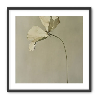Cream petals in gray green air
