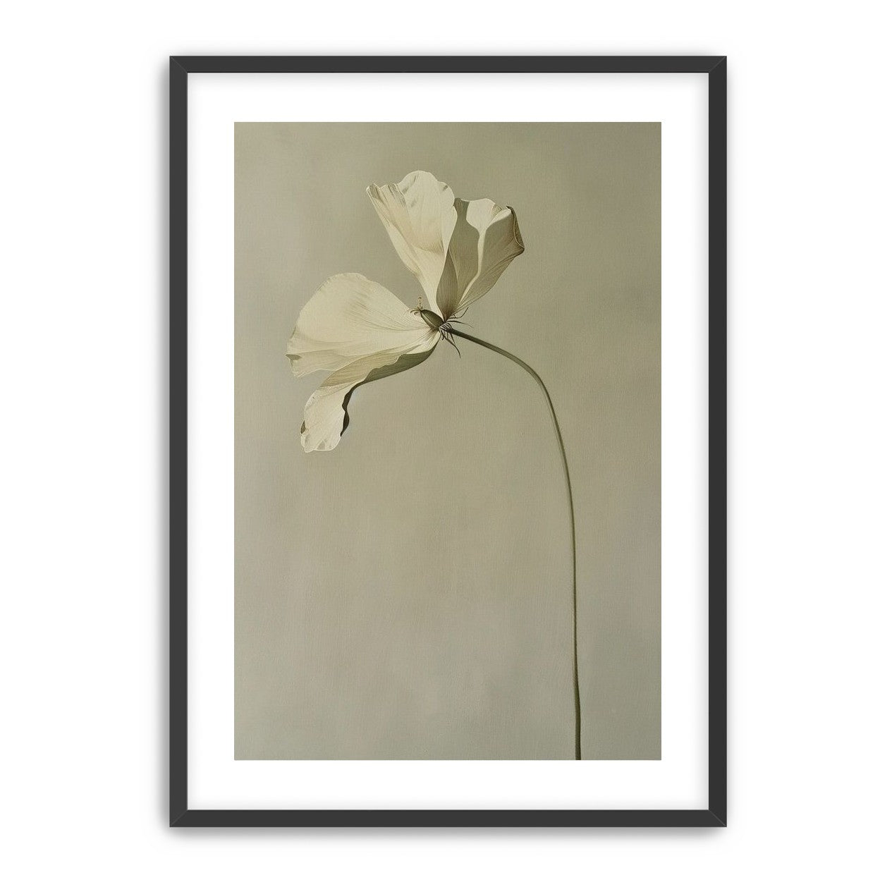 Cream petals in gray green air