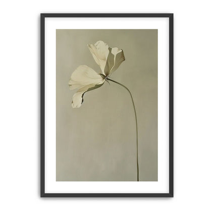 Cream petals in gray green air