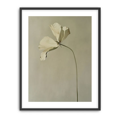 Cream petals in gray green air