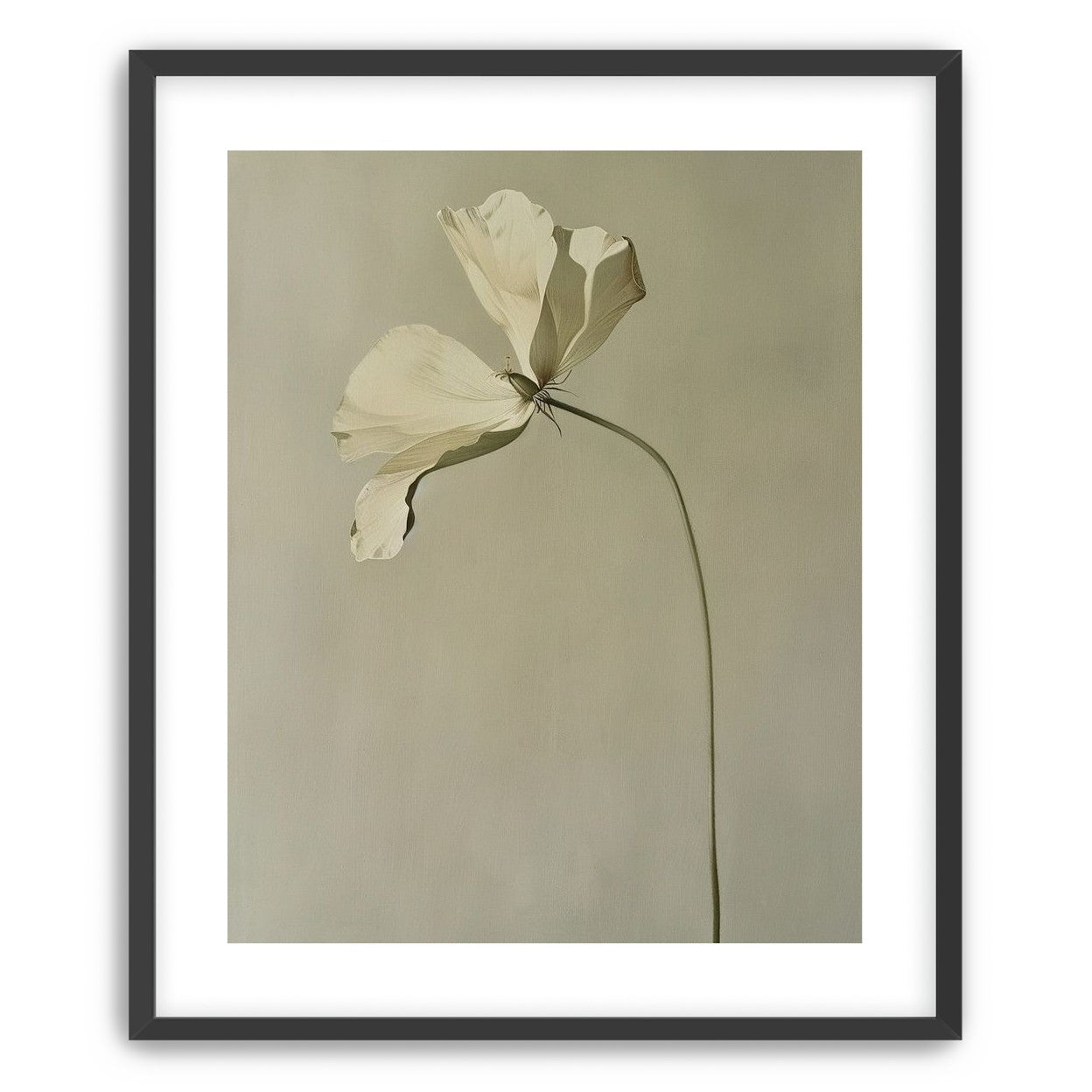 Cream petals in gray green air