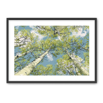 Aspen Canopy I