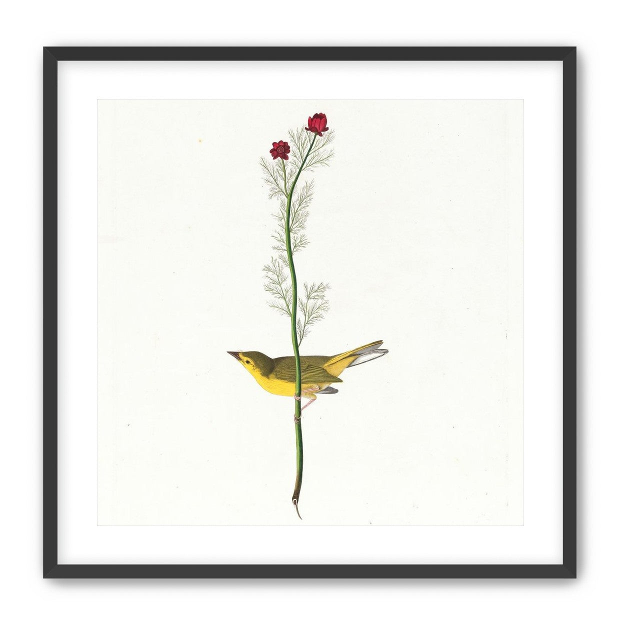 A yellow bird beneath red blooms