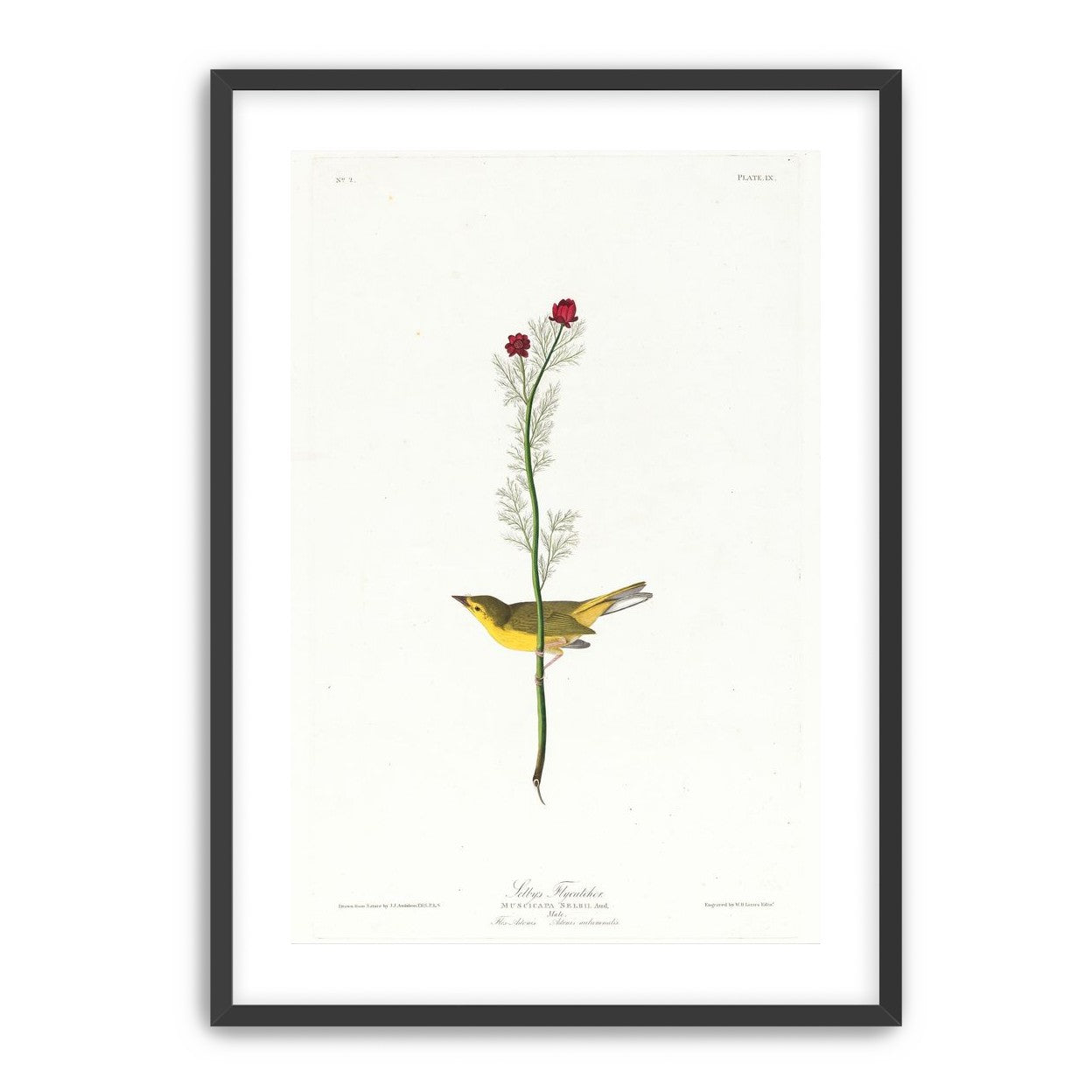 A yellow bird beneath red blooms