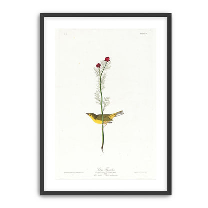 A yellow bird beneath red blooms