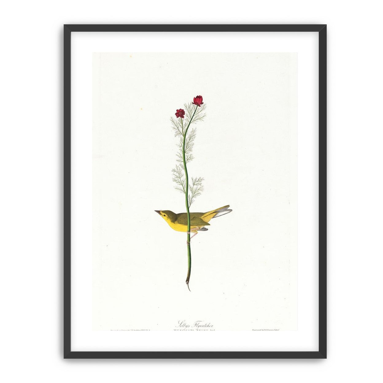 A yellow bird beneath red blooms