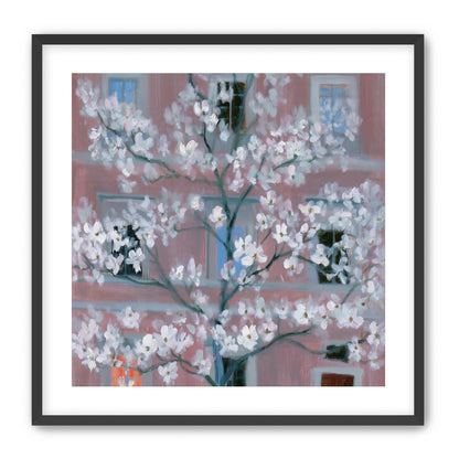 White blossoms against the pink house