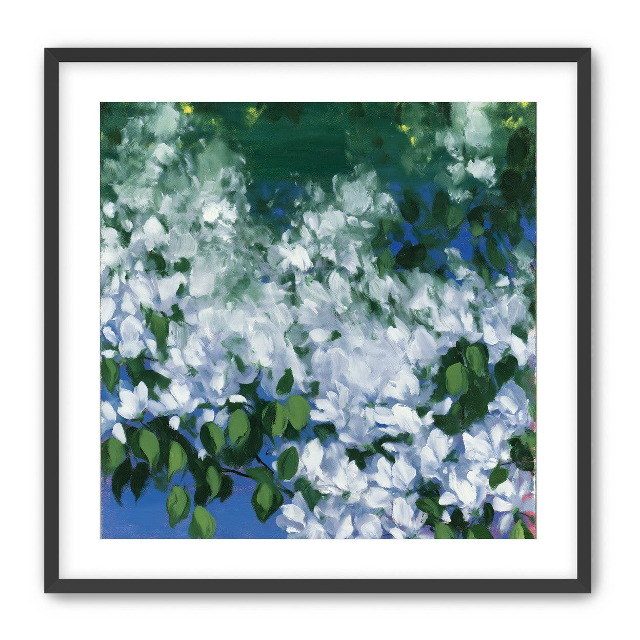 White blossoms over blue shade
