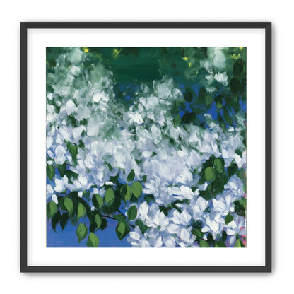 White blossoms over blue shade