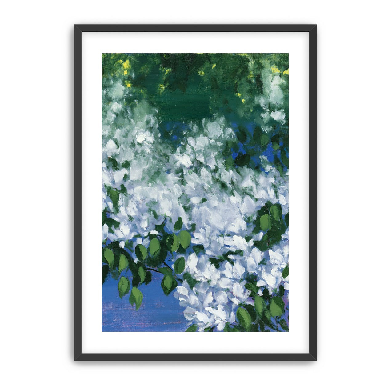 White blossoms over blue shade