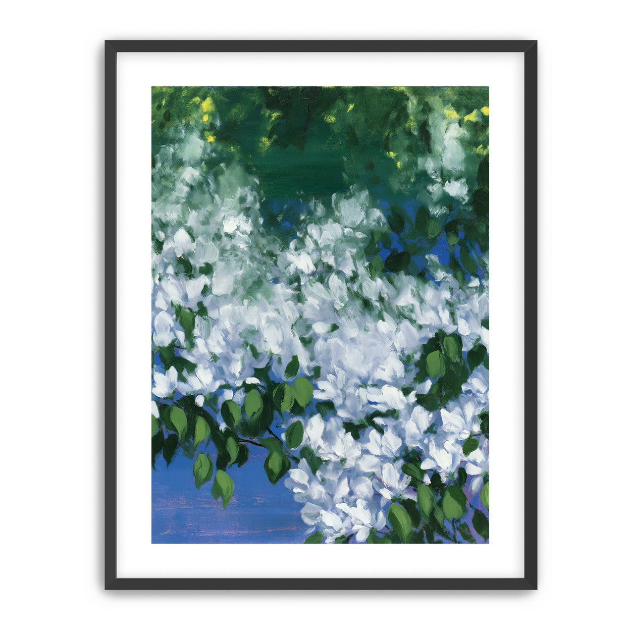 White blossoms over blue shade