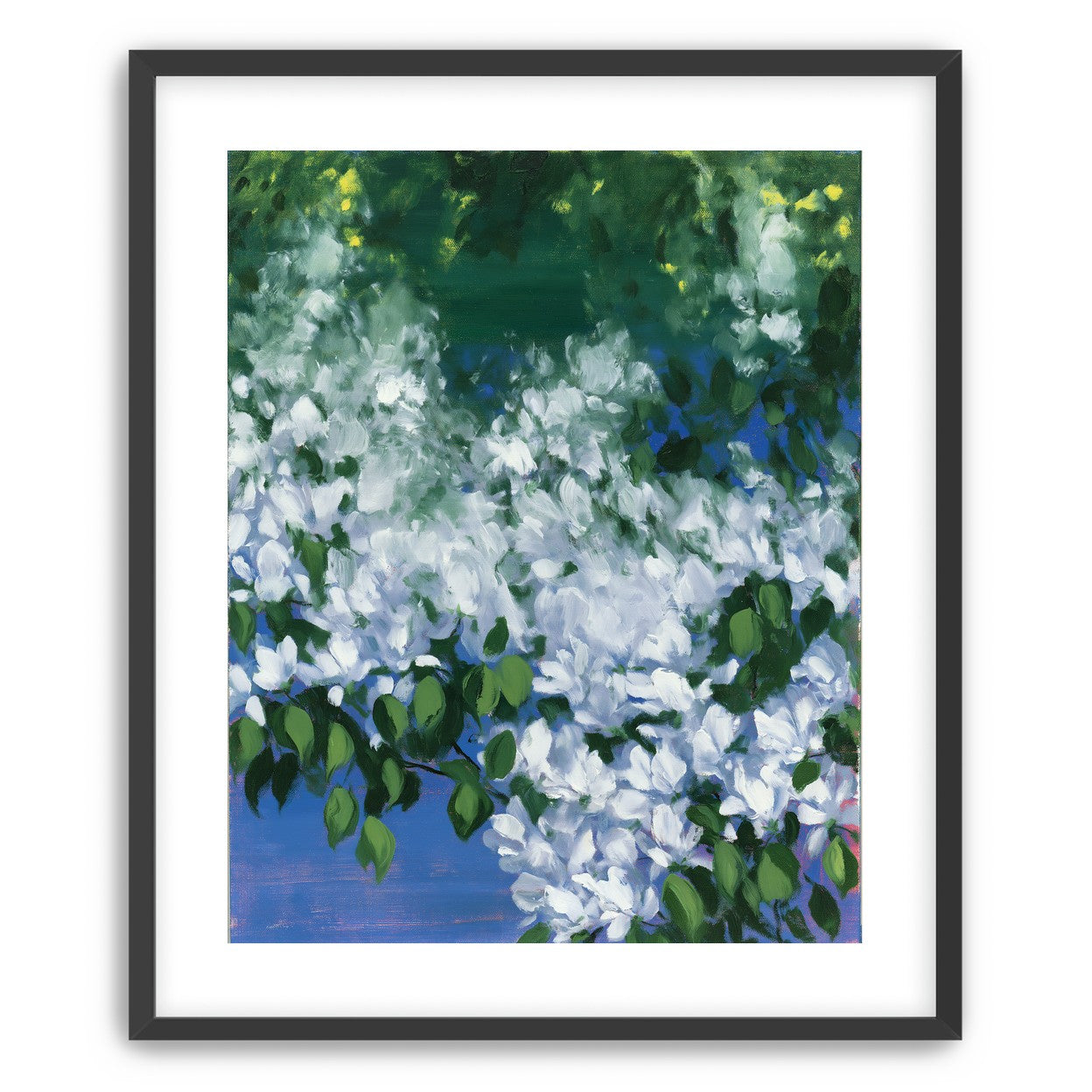 White blossoms over blue shade