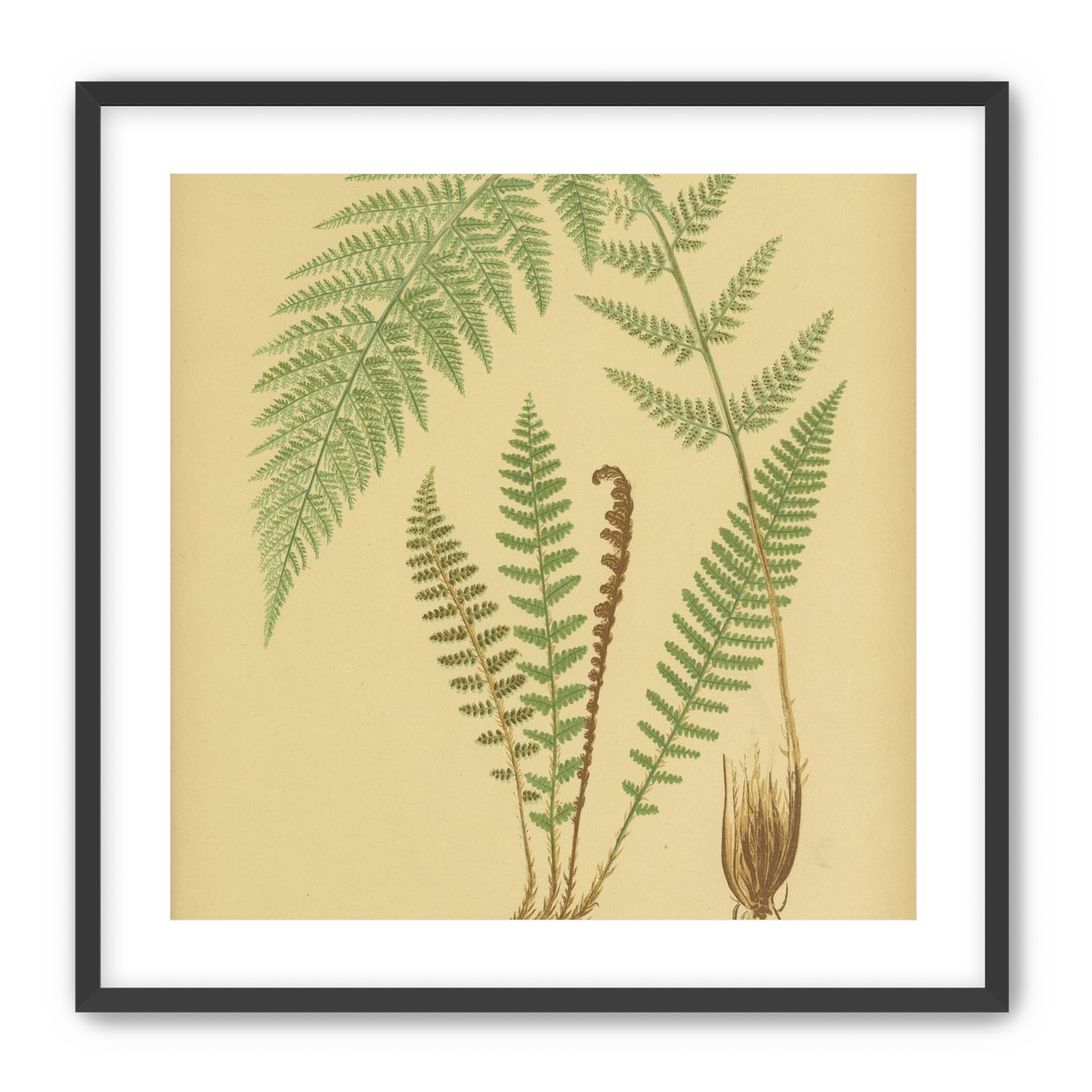 Fern fronds on tan paper