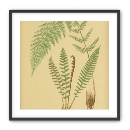 Fern fronds on tan paper
