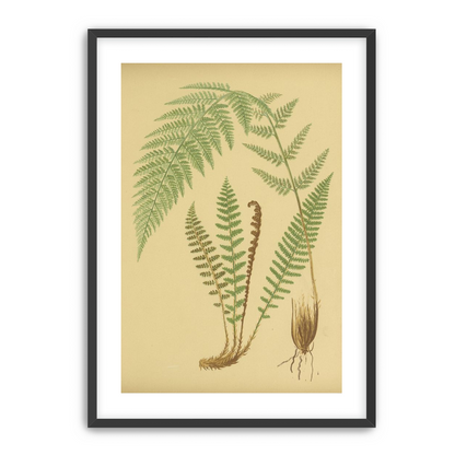 Fern fronds on tan paper