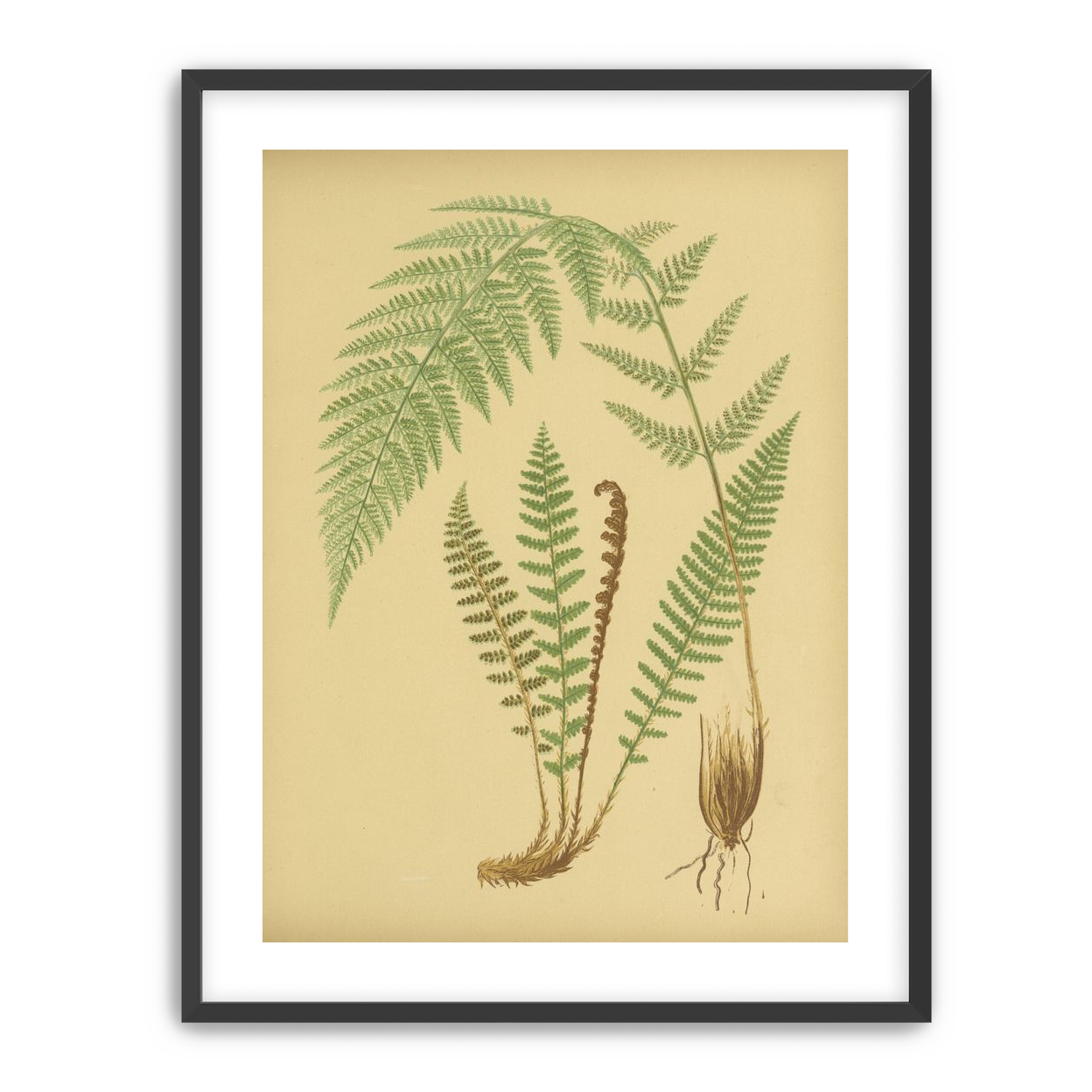 Fern fronds on tan paper
