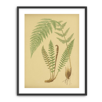 Fern fronds on tan paper