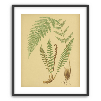 Fern fronds on tan paper