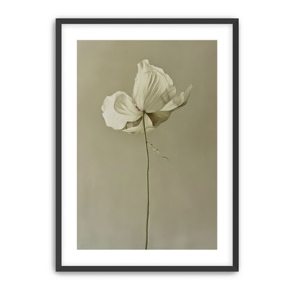 Ivory bloom in gray air