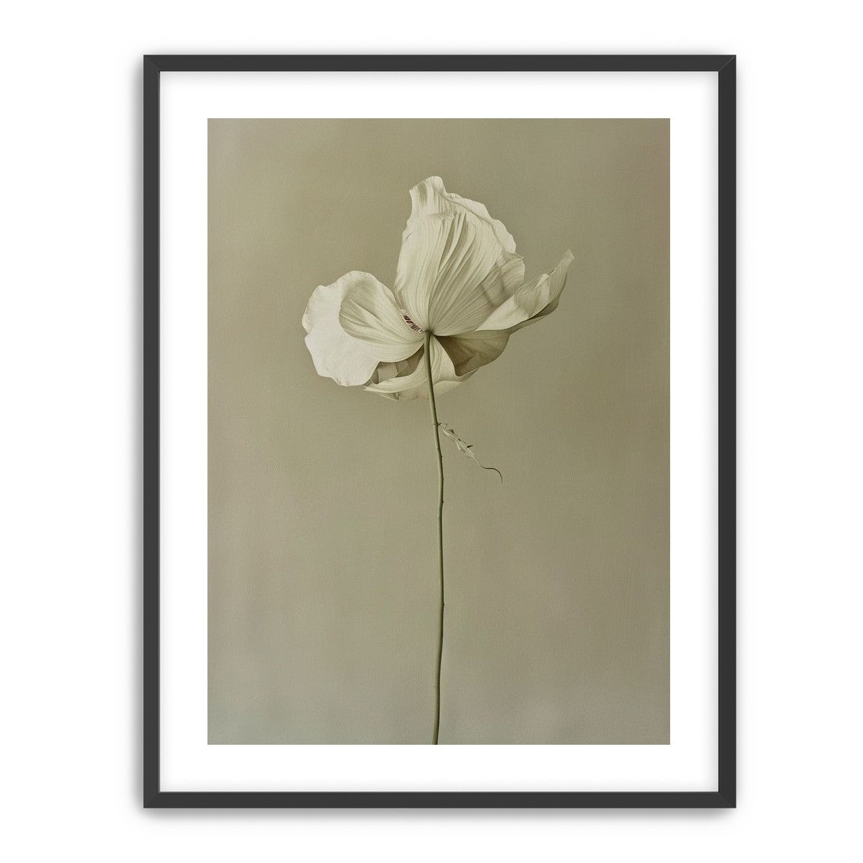 Ivory bloom in gray air
