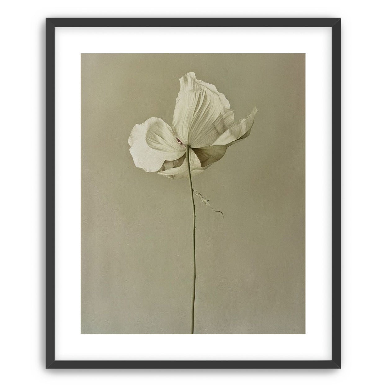 Ivory bloom in gray air