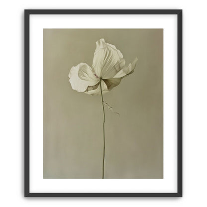 Ivory bloom in gray air