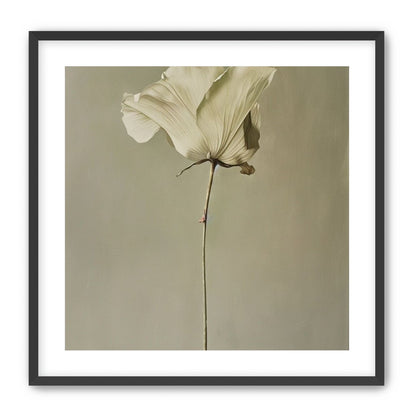 One flower and its hush