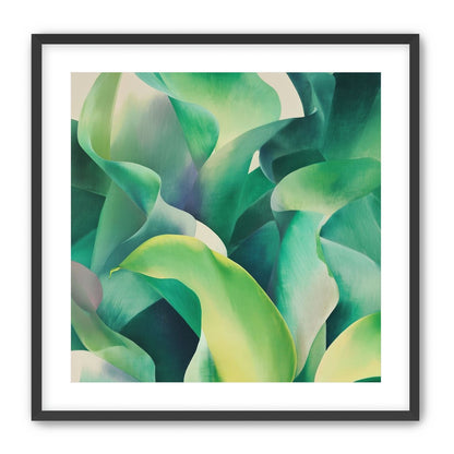 Calla lilies crowd the light