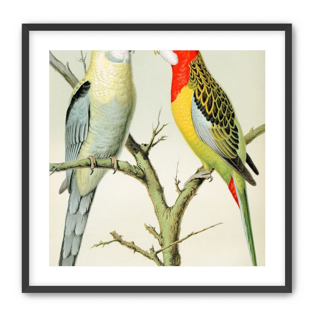 Beaks across the branch