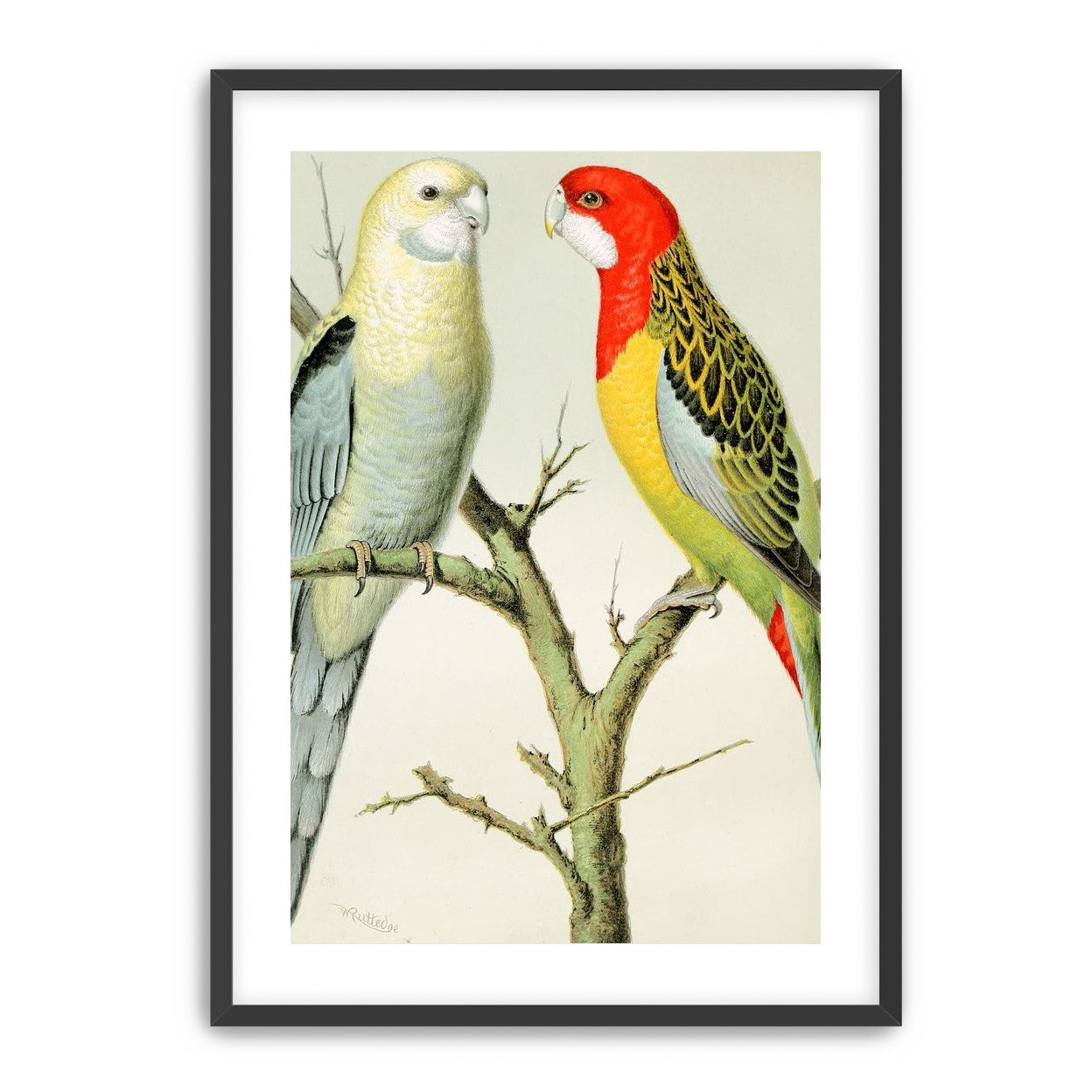 Beaks across the branch