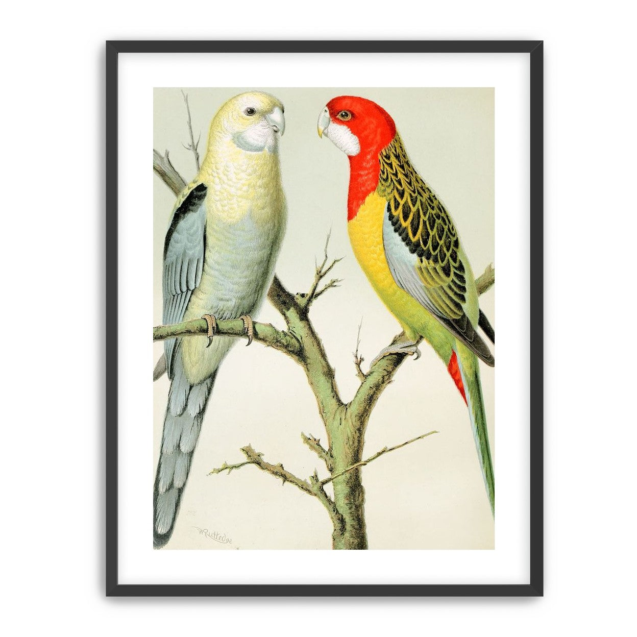 Beaks across the branch