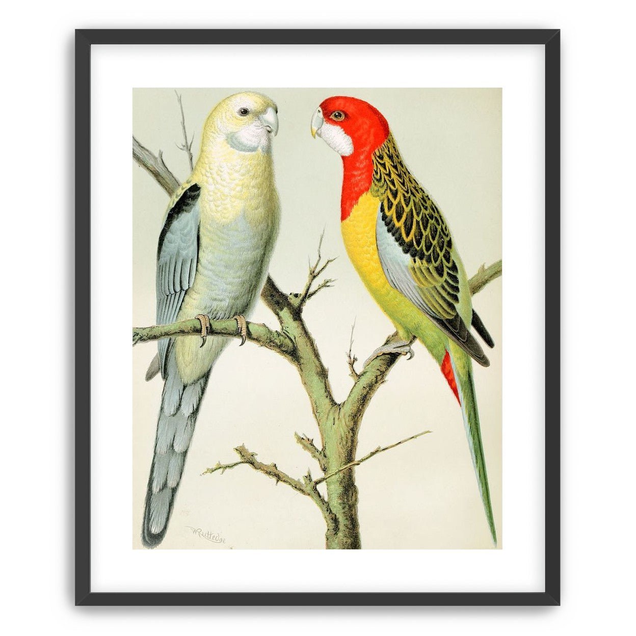 Beaks across the branch