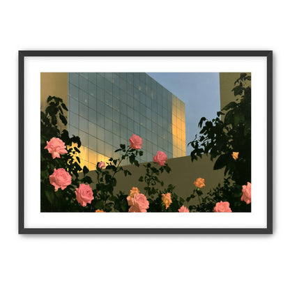 Roses against the glass wall