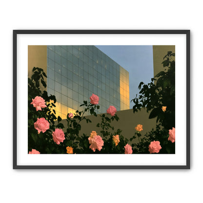 Roses against the glass wall