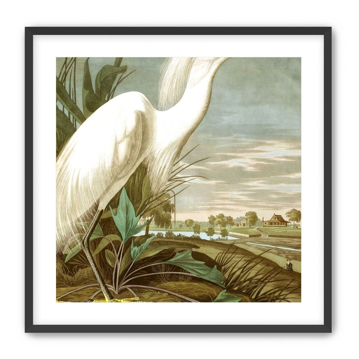 White Egret