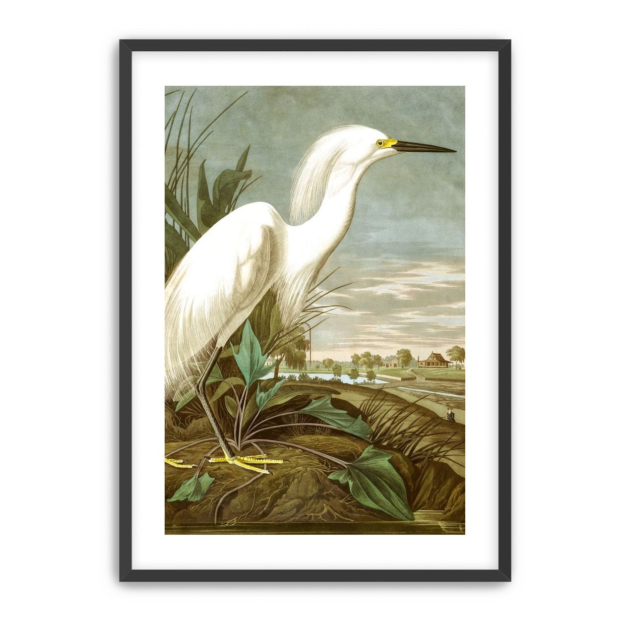 White Egret
